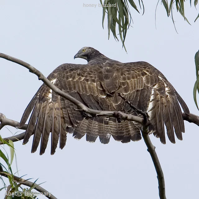 honey buzzard